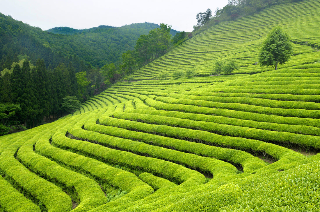 UNDERSTANDING JAPAN'S MATCHA REGIONS