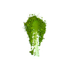 Culinary Grade Uji Matcha 1kg