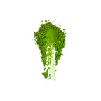 Ceremonial Grade Uji Matcha 30g